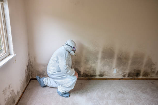 Best Mold Removal for HVAC Installations  in Quail Creek, TX